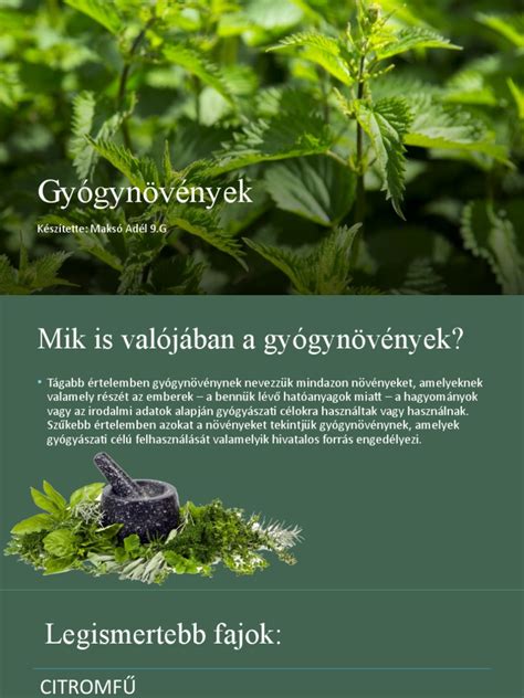 A tejtermelést serkentő gyógynövények