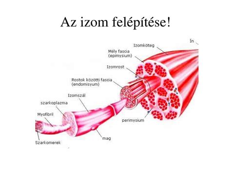 A kötőszövet felépítése és funkciói