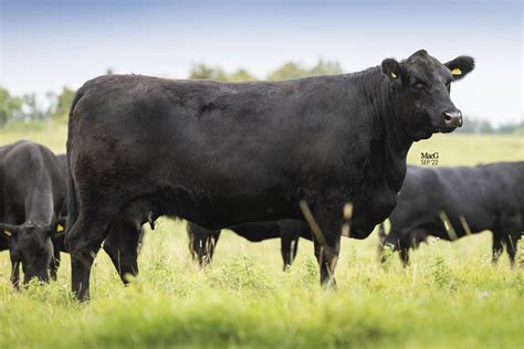 Aberdeen Angus marha jellemzői