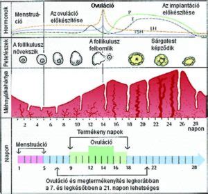 Infografika a menstruációs ciklus hormonális változásairól és hatásairól