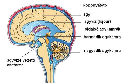 Az agykamrák rendszere és a liquor keringése