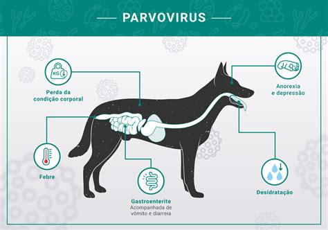 A parvovírus hatása a kutya emésztőrendszerére