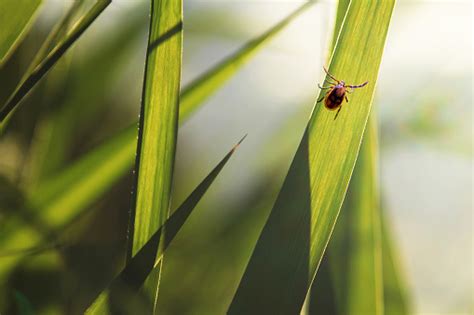 Kullancsok és bolhák elleni védekezés módszerei