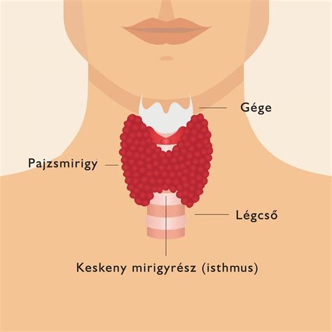 Terhesgondozás és a pajzsmirigy ellenőrzése