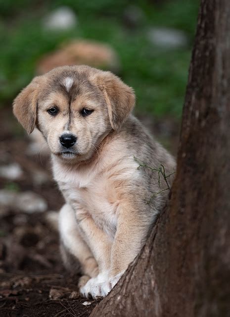 Két hónapos kiskutya náthával, szomorú arccal