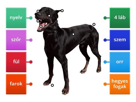 Diagram a kutya nátha tüneteiről