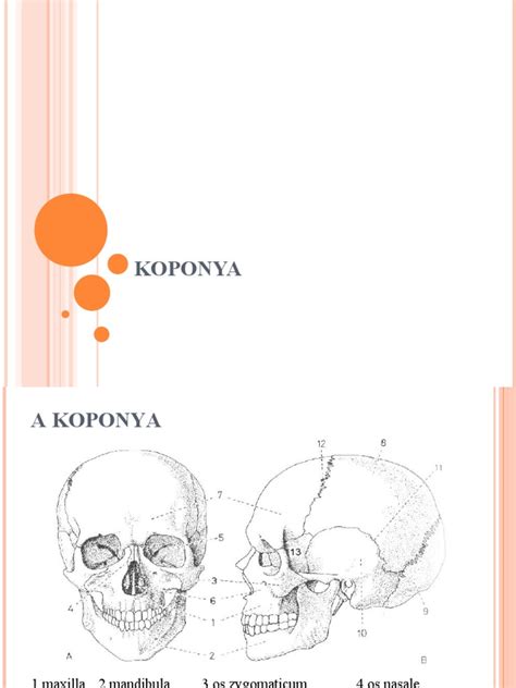 A koponya szerkezete csecsemőkorban