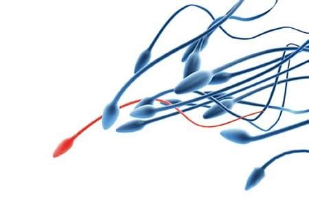 Petesejt és spermium mikroszkóp alatt