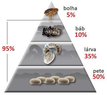 A bolhák életciklusa infografika: pete, lárva, báb, kifejlett bolha