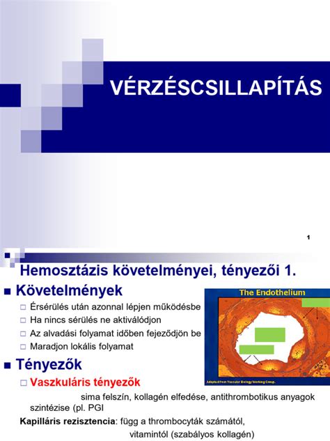 A véralvadás lépései