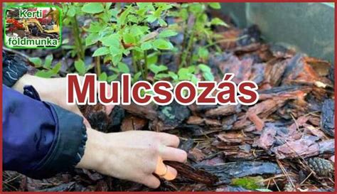 Komposztálás és mulcsozás lehullott levelekkel