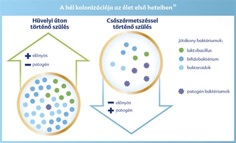 Grafikon a zab tápanyagtartalmáról csecsemők számára