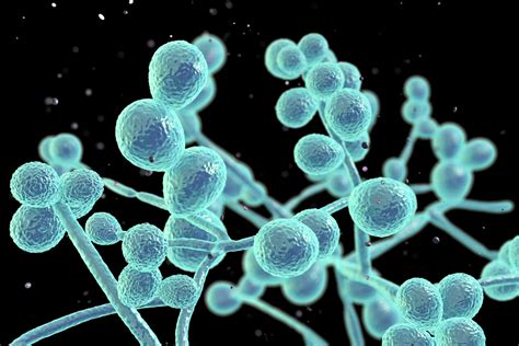 Candida albicans mikroszkópos képe