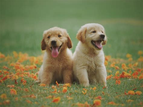 golden retriever kölyök játékkal