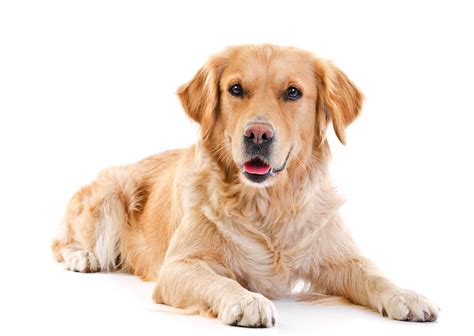 golden retriever kint és bent