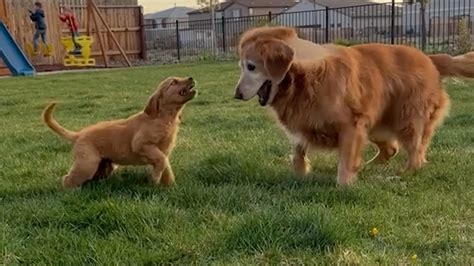 golden retriever fésülése