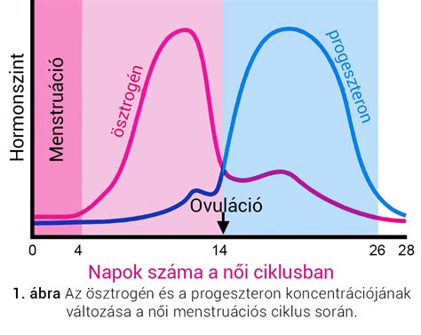 A progeszteron hormon hatásmechanizmusa a méhben