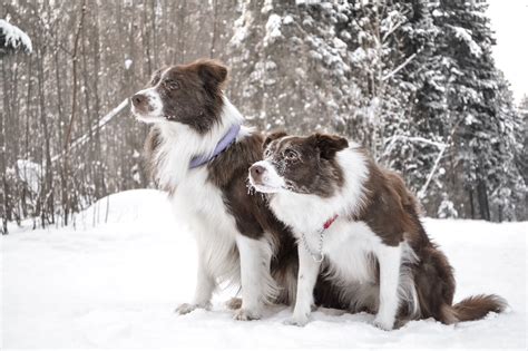 Border Collie eredete és története