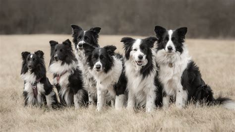 Border Collie fajtaleírás és standardok