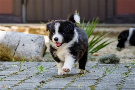 Border Collie kölyök nevelése és tanítása
