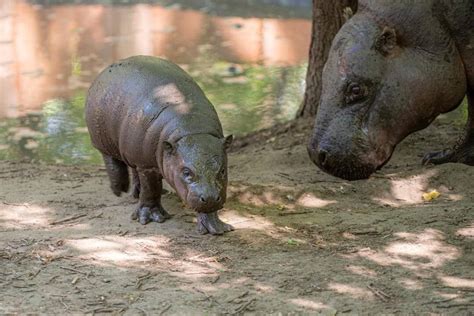 A törpevíziló bőrvédő váladékának működése