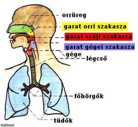 A torok anatómiája