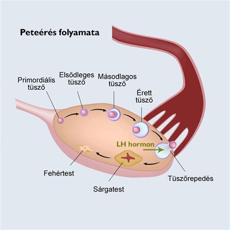 A peteérés és a megtermékenyülés folyamata lépésről lépésre