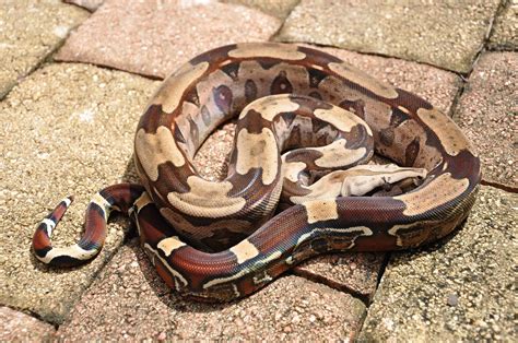 Boa constrictor