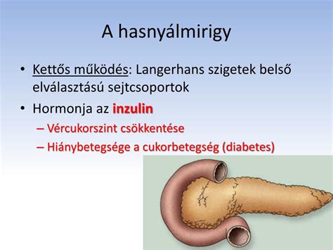 A vércukorszint szabályozása