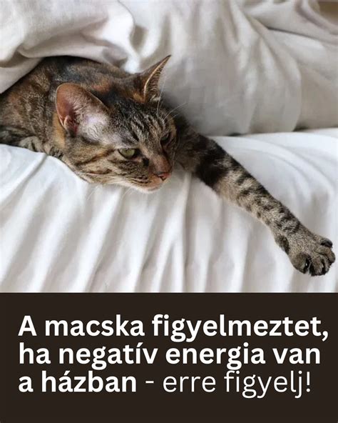 macska figyelmeztet túlmelegedett számítógépre