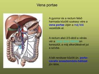 Vénás rendszer és visszér kialakulása