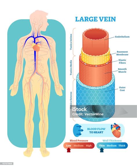 Véralvadási rendszer diagram