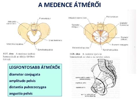 A medence szerkezete és a szülés