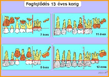 fogfejlődés