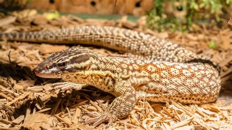 Terrárium méretek leopárd gekkóknak