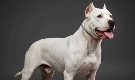 Argentin dog portréja