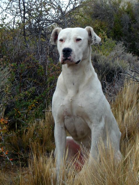 Egészséges argentin dog a szabadban