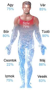 Víz fontossága a szervezetben