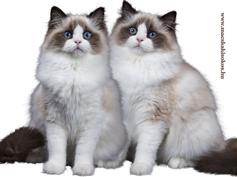 Ragdoll macska fekszik egy gyerek mellett