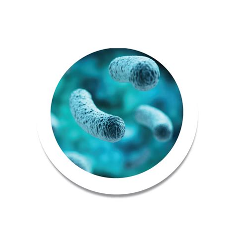 A különböző lactobacillus törzsek hatásai