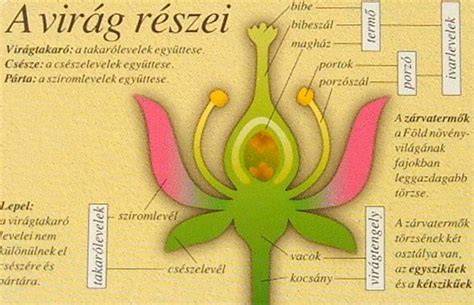 A szarvasmarha reproduktív szervei és a megtermékenyítés folyamata