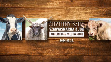 A szarvasmarha ellési és termékenyítési ciklusának idővonalát bemutató infografika