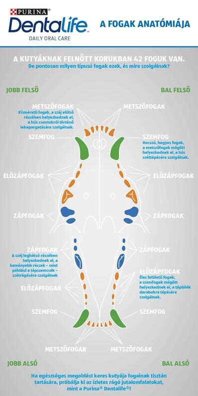 A kiscica fogazatának fejlődési fázisai és a fogváltás idővonala