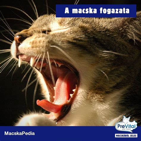 A felnőtt macska fogazata és a fogtípusok