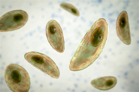 Toxoplasma gondii parazita mikroszkóppal