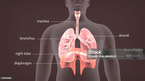 illusztráció a végbél anatómiájáról