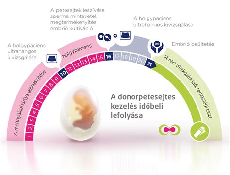 Donor petesejtek kiválasztása