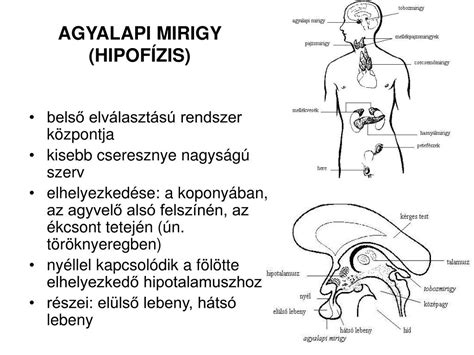 Az agyalapi mirigy elhelyezkedése és a prolaktintermelés