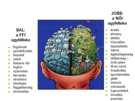 Az agyféltekék funkciói: bal agyfélteke logikus, jobb agyfélteke kreatív