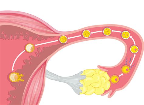A beágyazódás folyamata